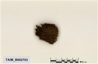 藏品(白錦苔屬)的圖片